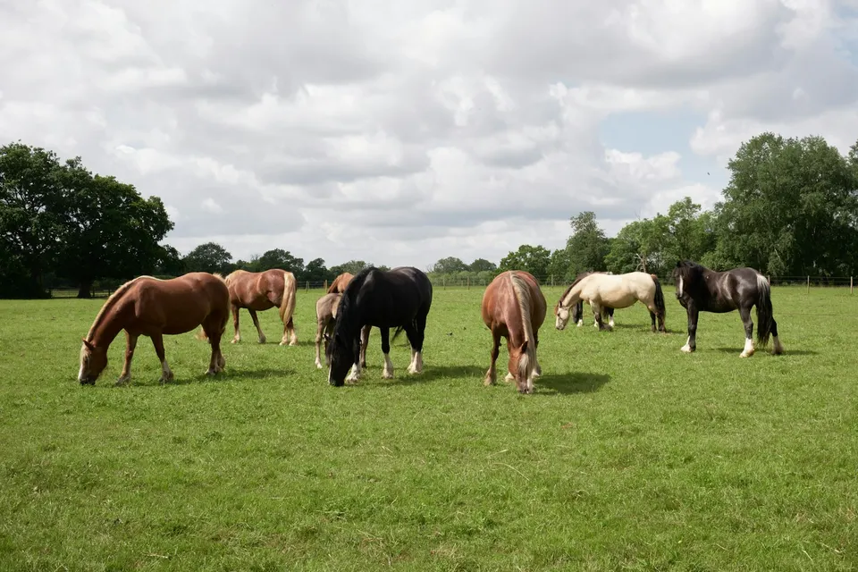 Horses grazing in a sunlit green pasture